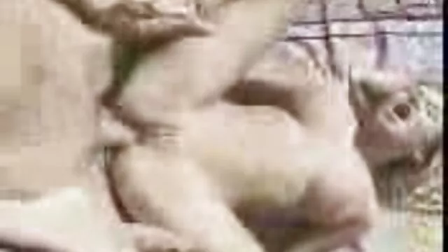 เจี๊ยบญี่ปุ่น Nao Kato ใช้เวลา cumshots บนหีมีขนของเธอ วีดีโอ หนัง โป้ xxx